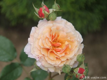 汤姆布朗月季