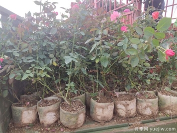 养了多年的月季老化严重，应该如何挽救？