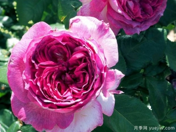 月季花的花语和象征意义是什么