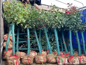 树状月季什么时候移植易成活？移植后有哪些注意事项？