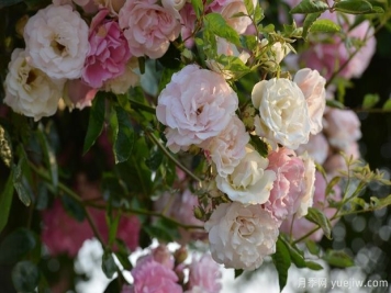 月季灼伤型黄叶的常见原因有哪些？如何预防？