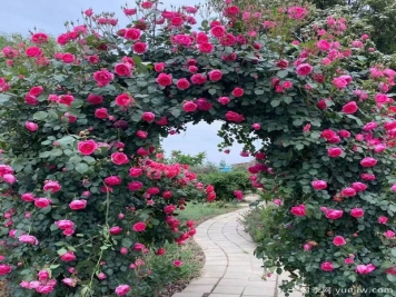 藤本月季养多久才能爬墙？如何牵引