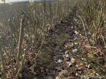 月季的安全越冬方法介绍