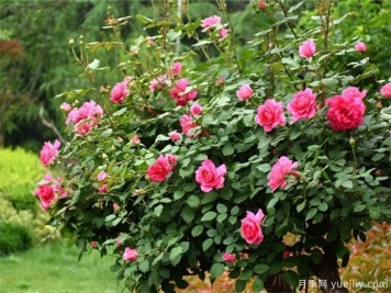 9月月季管理，月季夏末修剪爆秋花