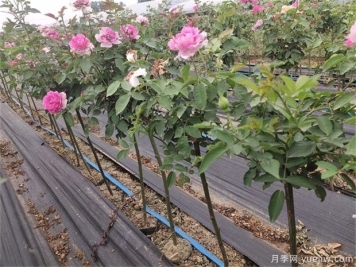 月季黑杆的原因和处理方法
