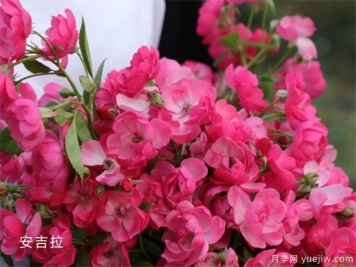 藤本月季开花系有哪些分类？单季开花和多季开花