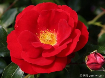 卡拉乔月季的优缺点是什么？