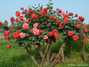 苗木术语暗语截杆、几年冒、全冠的意思