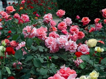 林业术语草原术语园林术语，花木工作者必知的名词术语