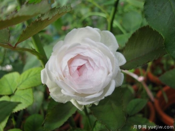 ​3个特别的月季花， 不愁没花看