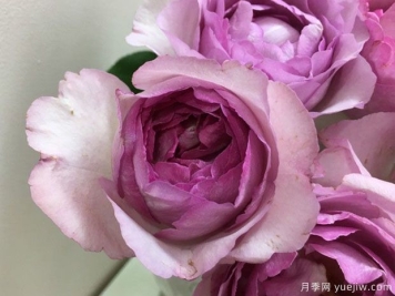 伊芙草莓树月季的优缺点是什么？