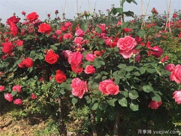 园林苗木配植需要记住哪些问题？