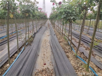 冬季园林植物养护技术概述