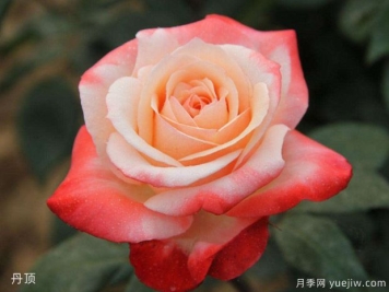 玫瑰月季蔷薇傻傻分不清，只要3个方法一眼就认出来