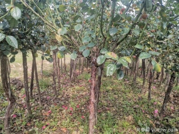 园林苗木机械损伤要不得，破损处如何处理？