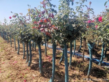 2022年全国苗木供需分析报告有哪些稀缺苗木