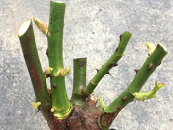 月季将要进入休眠的时候应该怎么去打理？