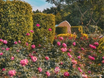 月季园：深圳人民公园月季园