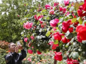 月季园：淮安月季园