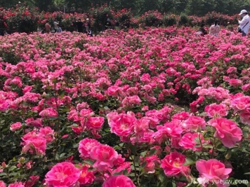 月季园：南阳月季品种展示园