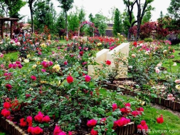 月季园：太仓恩钿月季公园