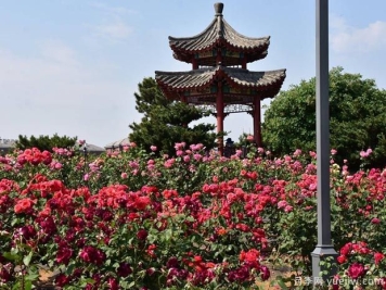 月季园：莱州中华月季园