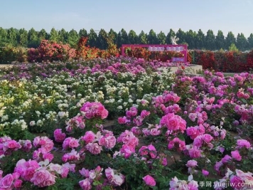 北京纳波湾园艺月季种苗标准化示范区入选国家农业试点项目