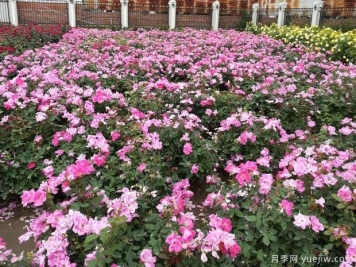 月季园：北京陶然亭公园月季园(胜春山房)