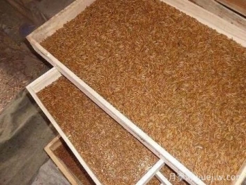 黄粉虫养殖技术