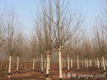 法国梧桐树多少钱一棵
