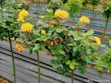 月季间隔多远种一颗最合适？月季间距的详细规划