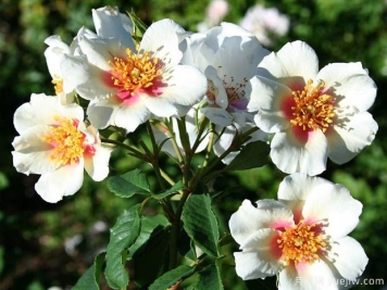 夏日之星月季的优缺点是什么？