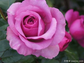 紫色香水月季戴尔Purple Perfumella