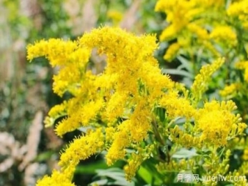 加拿大一枝黄花的危害与防除？