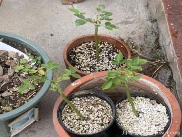 棒棒糖月季嫁接避免流伤的办法