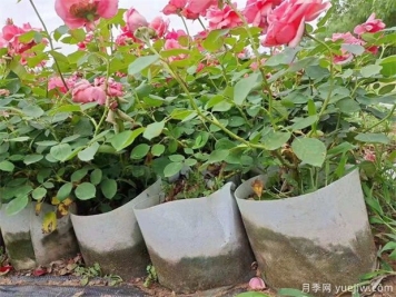 容器苗的优势，地栽苗转容器苗的几个关键点