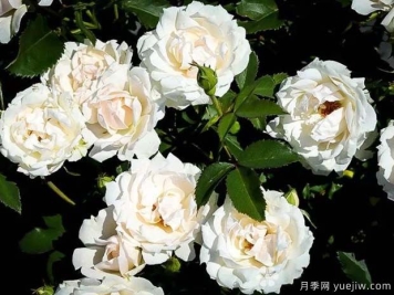 冰冠月季的优缺点是什么？