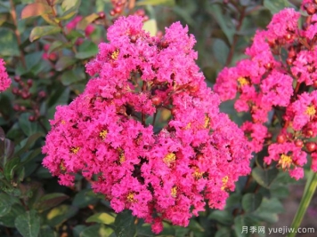 紫薇，养殖紫薇花的5大要点