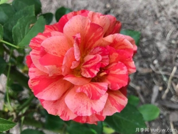 弗里达卡罗月季的优缺点是什么？