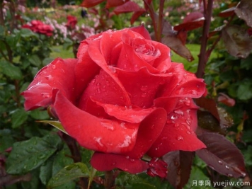 曼德勒玫瑰月季的优缺点是什么？