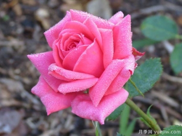 帕梅拉粉红月季