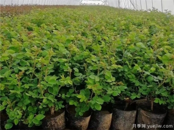 月季秋天能移栽吗？勤花月季小苗怎么养护？