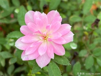 姬月季的养殖方法 姬月季怎么养才会开花