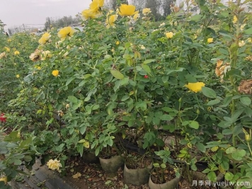 月季叶子发黄什么原因？