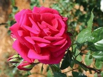 红色飞溅月季