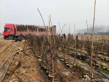 安吉拉藤本月季从南阳发货湖北荆门花卉农场