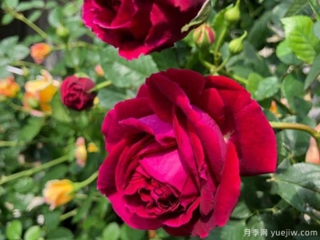 莎士比亚月季是藤本还是灌木