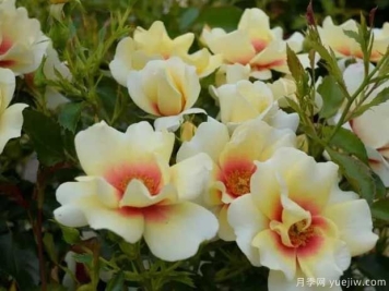 辉煌巴比伦眼睛月季的优缺点是什么？