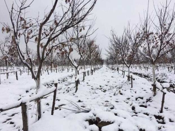 大雪天气下怎样保护苗木？