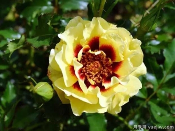 日落巴比伦眼睛月季